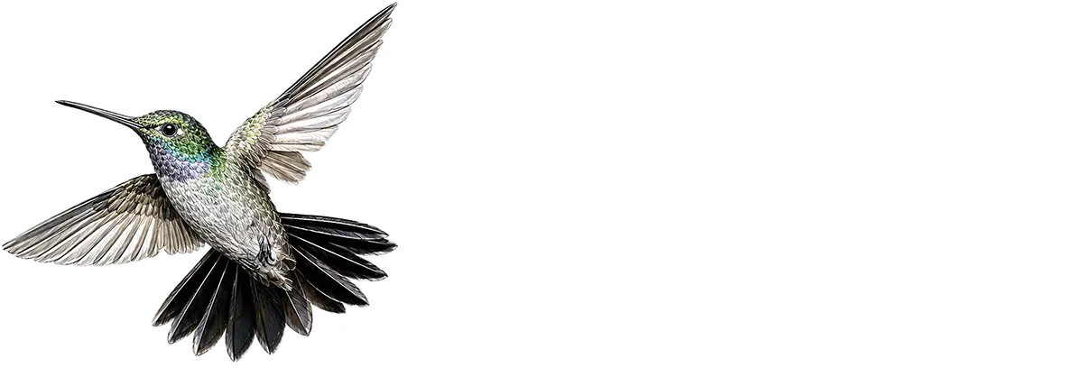 Birley In Focus